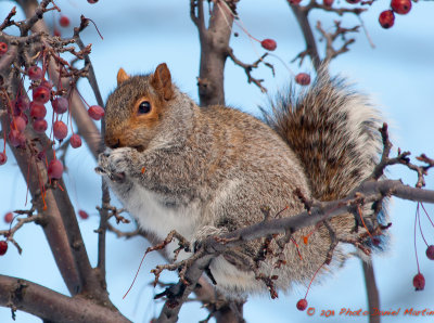 cureil gris - Gray Squirrel