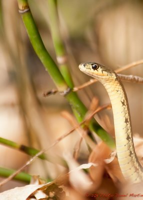Couleuvre verte - Gardners snake.jpg