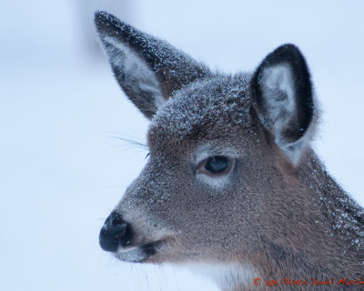 Jeune chevreuil - Juvenile Deer