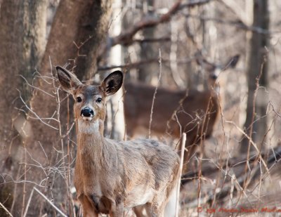 Jeune chevreuil et sa mre - Young Deer with watchful mother