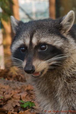 Rton laveur - Racoon