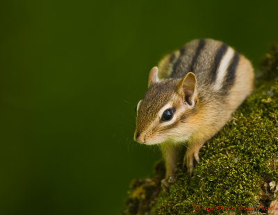 Tamiya ray - Chipmunk