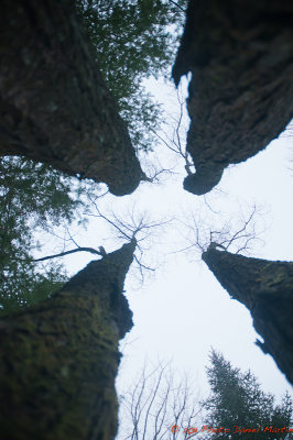 Croix des arbres - Trees cross