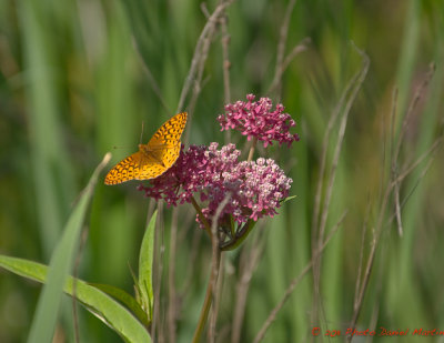 Argynne cyble - Great Spangled Fritillary