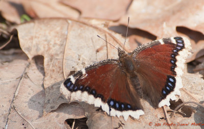 Morio - Mourning Cloak