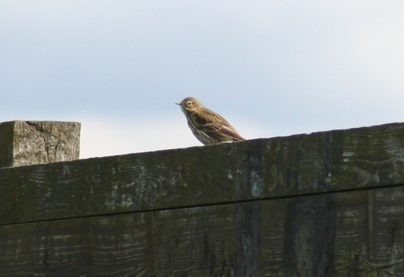 Meadow Pipit (Anthus pratensis) Camperduin 14-04-2012