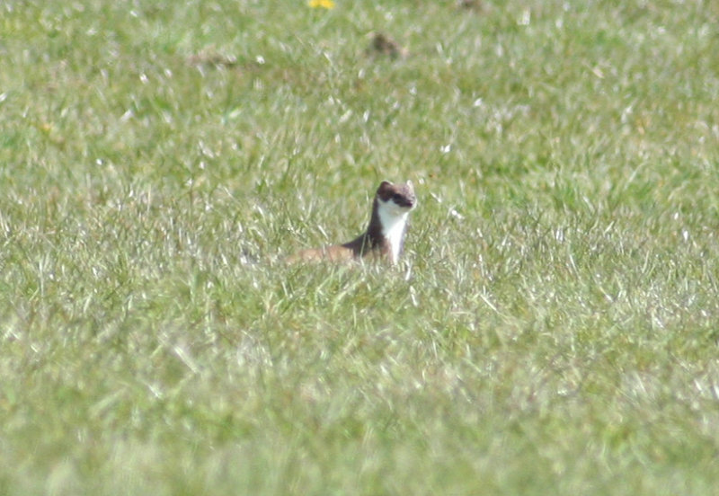 Stoat (Mustela erminea) Camperduin