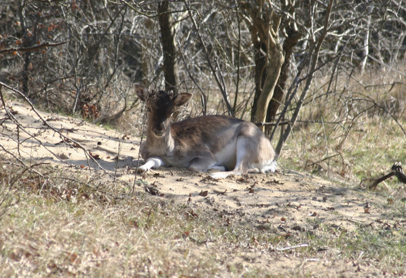 Fallow Deer, NP Zuid Kennemerland 11-03-2012 2.JPG