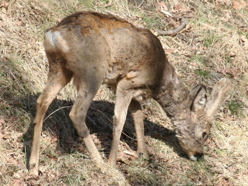 Roe Deer, NP Zuid Kennemerland