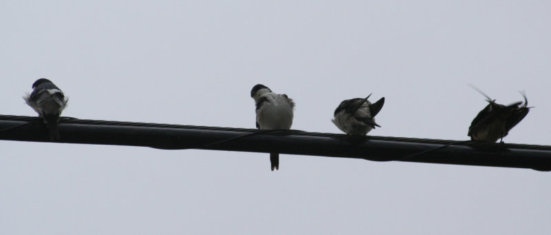 House Martin (Delichon urbicum) Delta Llobregat, Barcelona