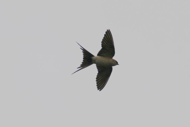 Red Rumped Swallow (Cecropis daurica) Delta Llobregat, Barcelona