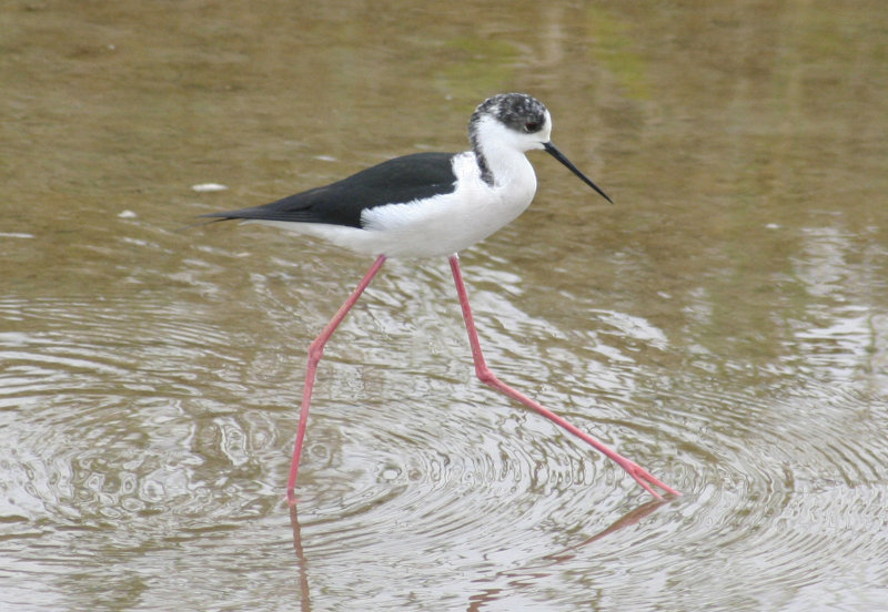 Black-winged Stilt (Himantopus himantopus) Delta de l'Ebre 2-4-2012.JPG