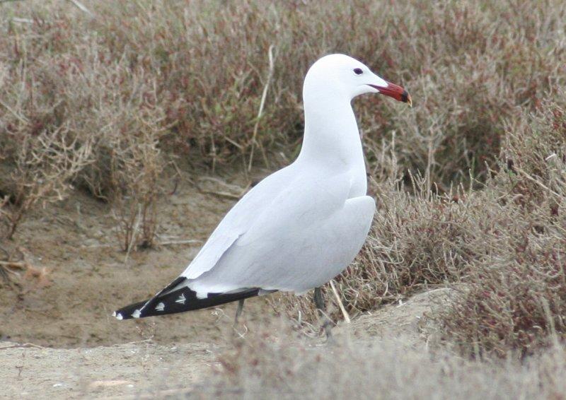 Audouin's Gull (Ichthyaetus audouinii) Delta de l'Ebre, Spain