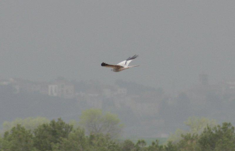 Montagus Harrier (Circus pygargus) Male - Lleida steppe, Catalunya