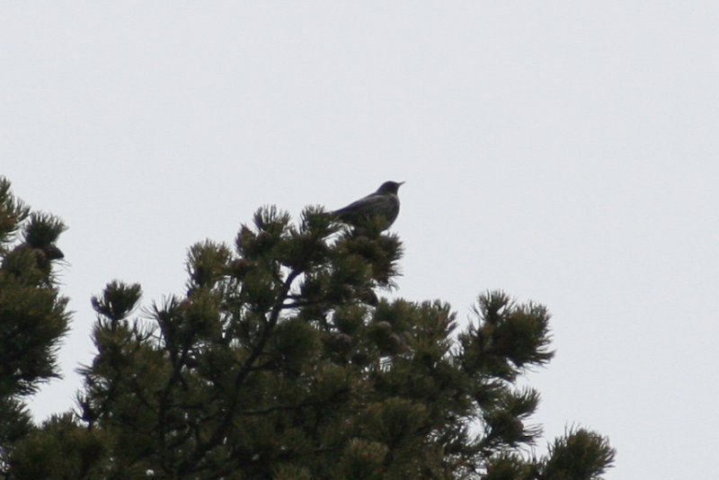 Ring Ouzel (Turdus torquatus) Parc Natural del Cadí-Moixeró, Pyrenees - Catalunya