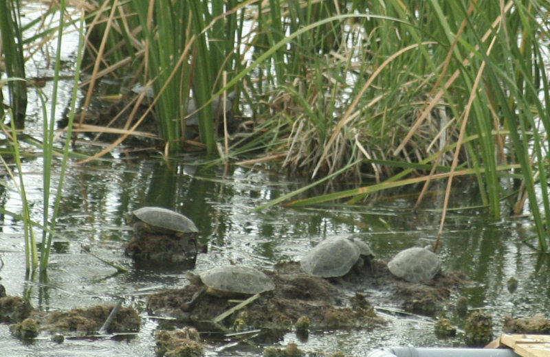 Spanish Pond Turtle (Mauremys leprosa) Quinta do Lago - Algarve