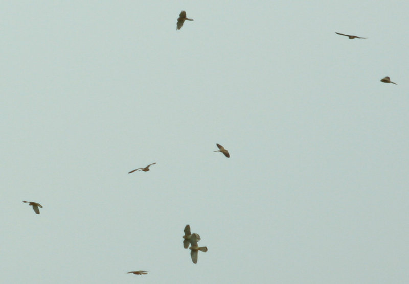 Lesser Kestrel (Falco naumanni) Breeding colony - Castro Verde, Alentejo Portugal