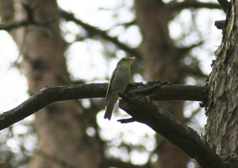 Wood Warbler (Phylloscopus sibilatrix) Müritz NP Schwartzenhof