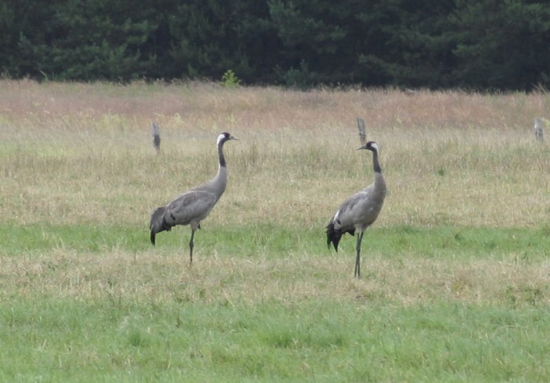 Common Cranes (Grus grus) Muritz NP - Henningsfelde