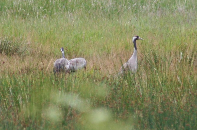 Common Cranes (Grus grus) Muritz NP - Henningsfelde