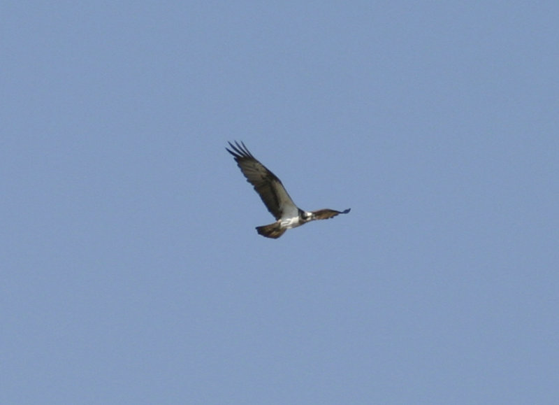 Osprey (Pandion haliaetus) Muritz NP