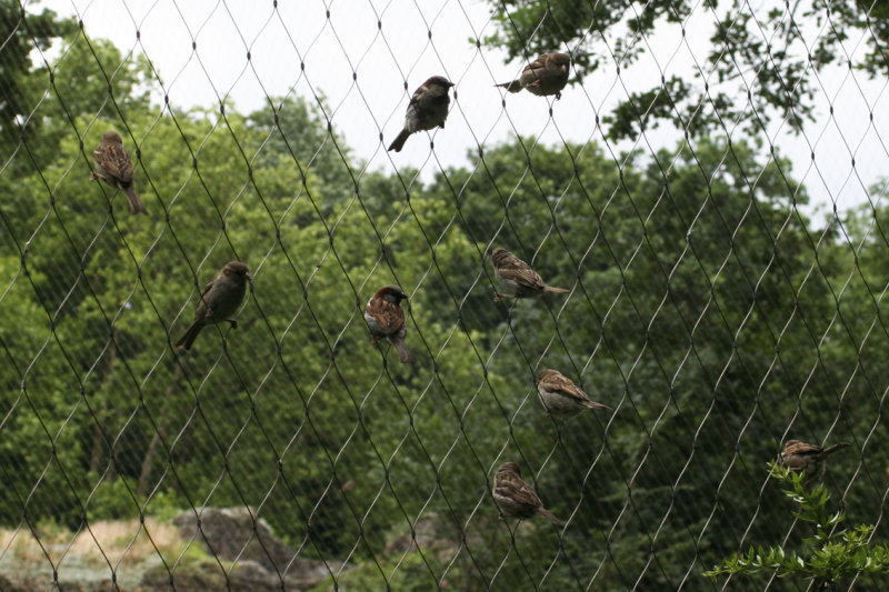 26-06-2012 Berlin Zoo House Sparrows 2.jpg