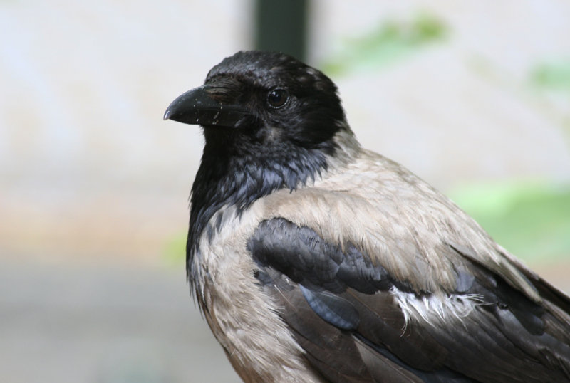 Hooded Crow ( Corvus cornix) Berlin Zoo
