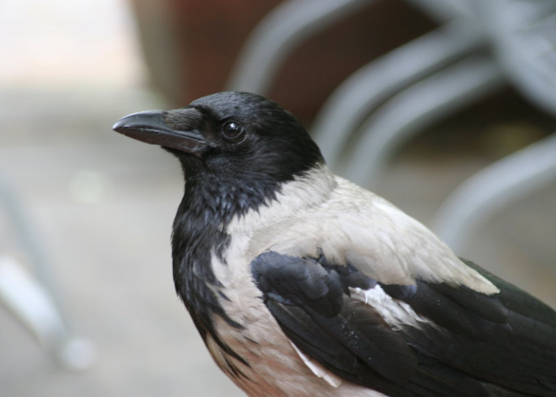Hooded Crow (Corvus cornix) Berlin Zoo
