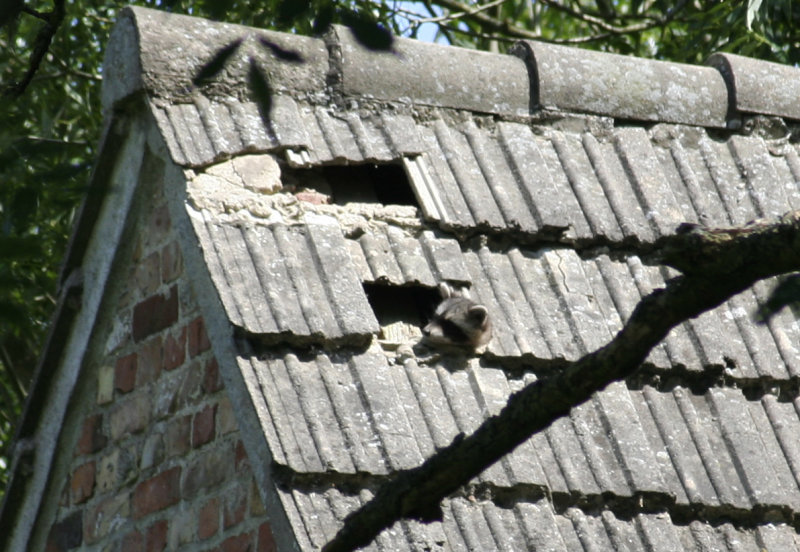 Common Raccoon (Procyon lotor) BRD, Müritz NP, Boeker Fischteiche