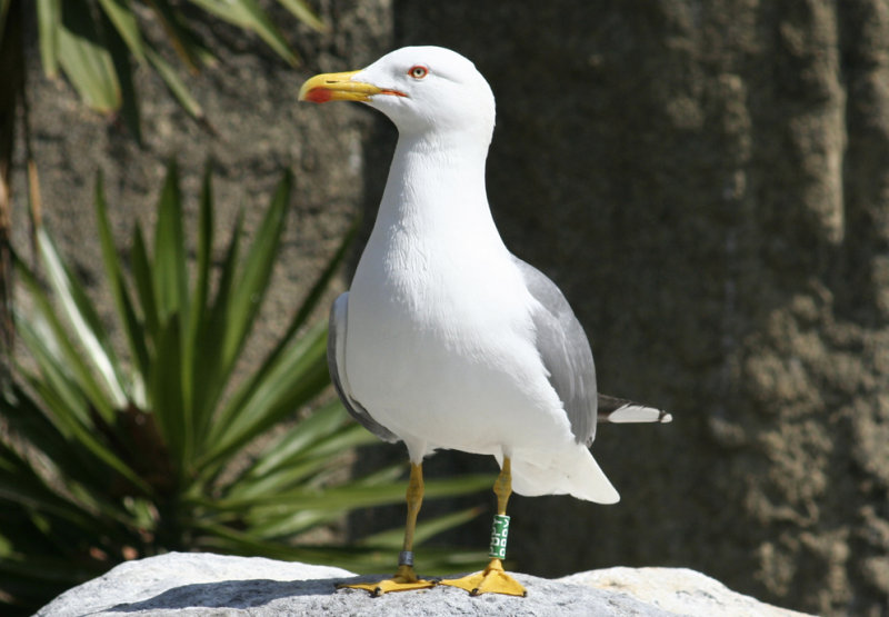 Yellow Legged Gull (Larus michahellis michahellis) Barcelona