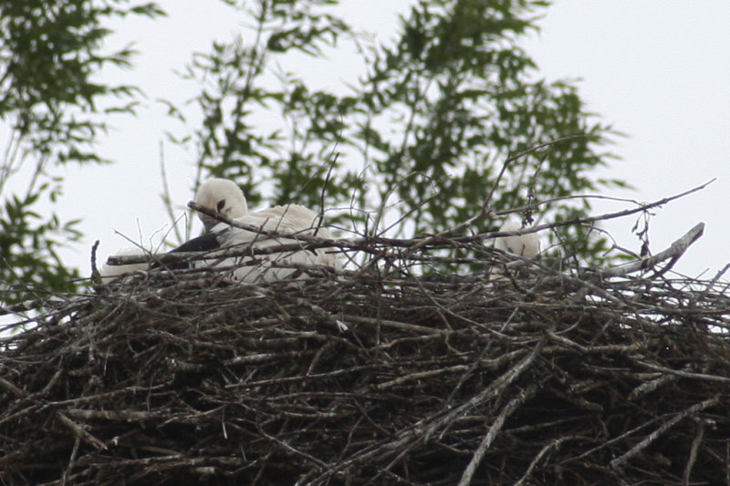 White Stork juveniles on nest Brodowin 27-6-2012.JPG
