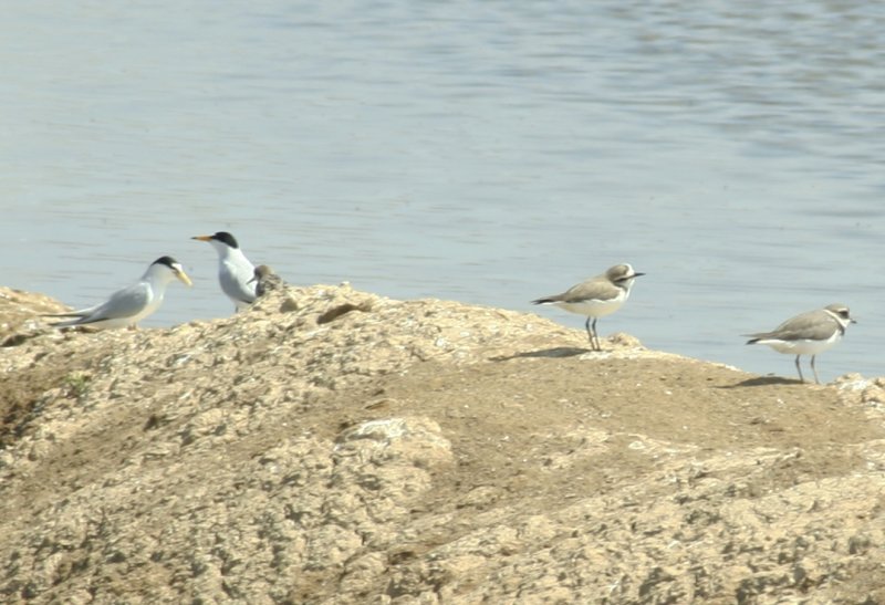 Little Terns and Kentish Plovers, Castro Marim - Algarve