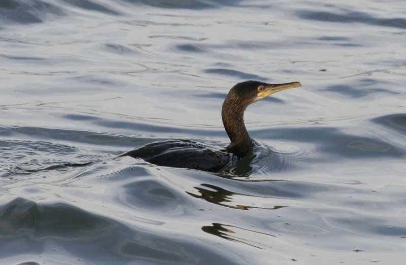 European Shag  (Phalacrocorax aristotelis) IJmuiden Zuidpier