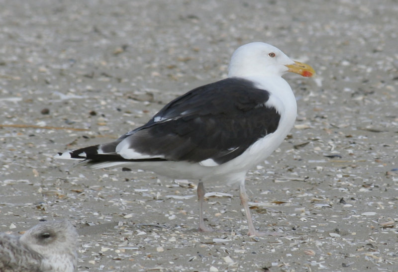 Great Black-backed Gull (Larus marinus) IJmuiden