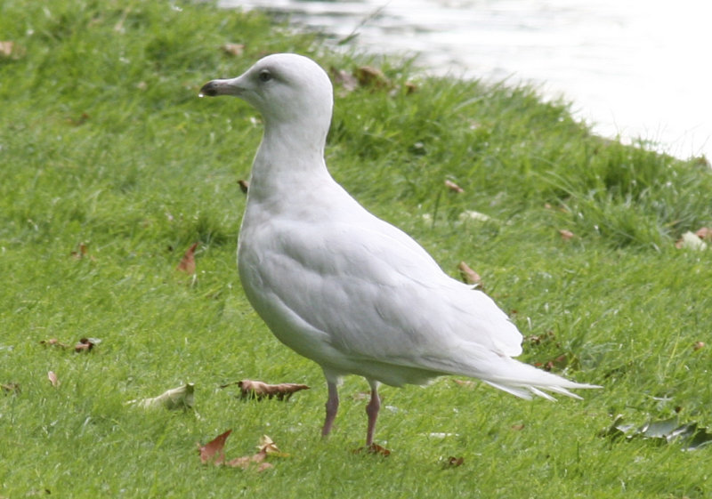 Glaucous Gull - Amsterdam 27-08-2012.JPG