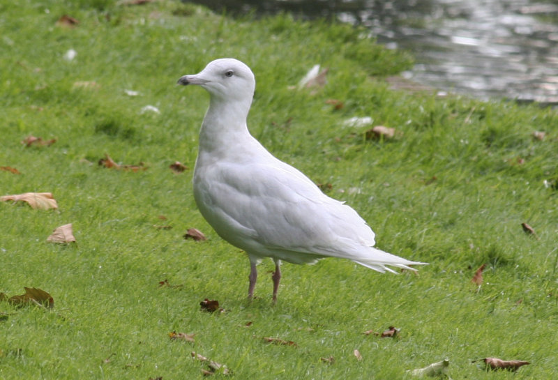 Glaucous gull (Larus hyperboreus) Amsterdam 27-08-2012.JPG