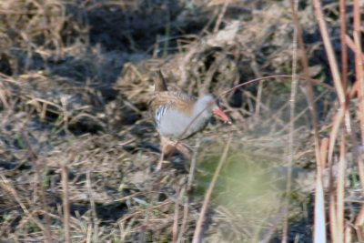 Water Rail (Rallus aquaticus) Aiguamolls de L'emporda, Catalunya