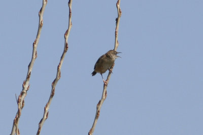 Zitting Cisticola (Cisticola juncidis) Delta Llobregat - Barcelona