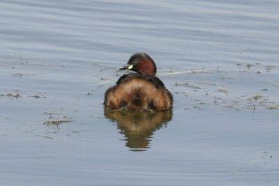 Little Grebe (Tachybaptus ruficollis) Delta Llobregat, Barcelona 31-03-2012.JPG