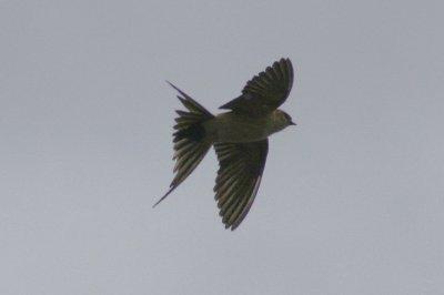 Red Rumped Swallow (Cecropis daurica) Delta Llobregat, Barcelona