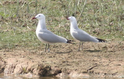 Audouin's Gull (Ichthyaetus audouinii) Delta Llobregat, Barcelona