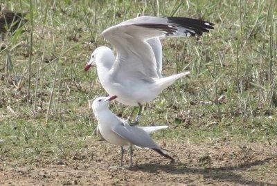 Audouin's Gull (Ichthyaetus audouinii) Delta Llobregat, Barcelona