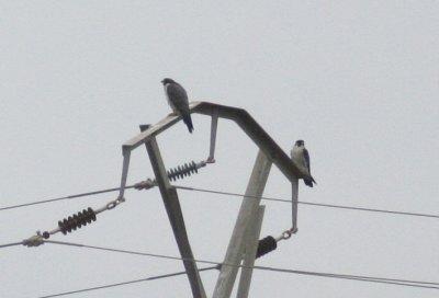 Delta de l'Ebre 2-4-2012 Peregrine Falcons.jpg