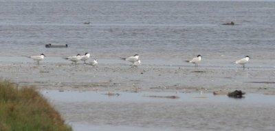 Delta de l'Ebre 2-4-2012 Gull Billed Terns