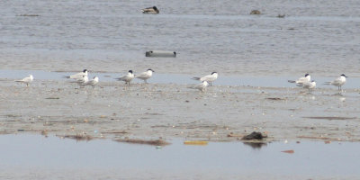 Delta de l'Ebre 2-4-2012 Gull Billed Terns