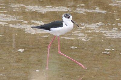 Black-winged Stilt (Himantopus himantopus) Delta de lEbre 2-4-2012.JPG