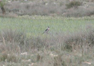 Iberian Grey Shrike (Lanius meridionalis meridionalis) Lleida, Catalunya