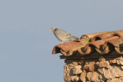 Stock Pigeon (Columba oenas) Lleida steppe