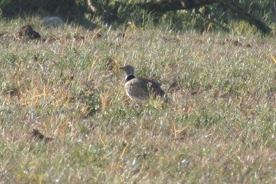 Little Bustard (Tetrax tetrax) Esteppe de Lleida, Catalunya