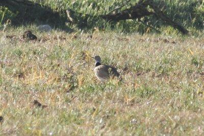 Little Bustard (Tetrax tetrax) Esteppe de Lleida, Catalunya